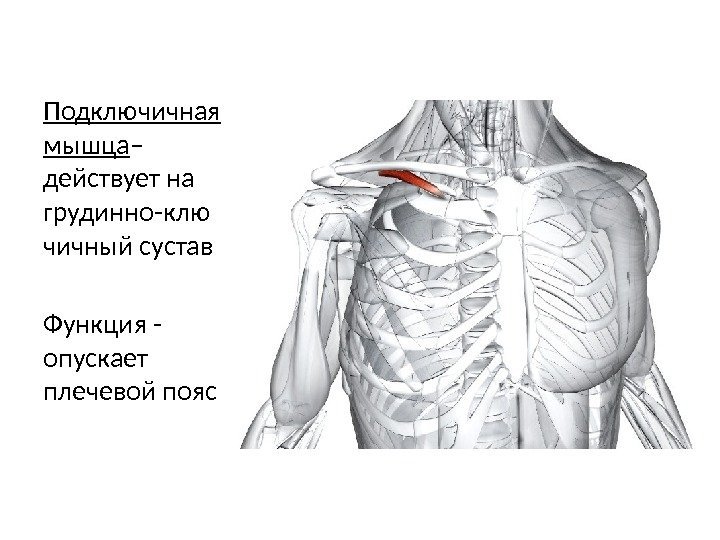Подключичная мышца – действует на грудинно-клю чичный сустав Функция - опускает плечевой пояс 