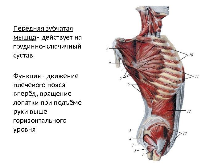 Передняя зубчатая мышца – действует на грудинно-ключичный сустав Функция - движение плечевого пояса вперёд,