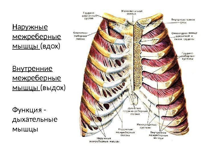 Наружные межреберные мышцы (вдох) Внутренние межреберные мышцы (выдох) Функция - дыхательные мышцы 