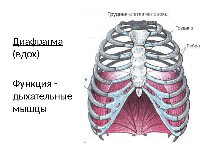 Диафрагма  (вдох) Функция - дыхательные мышцы 