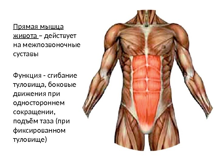 Прямая мышца живота – действует на межпозвоночные суставы Функция - сгибание туловища, боковые движения