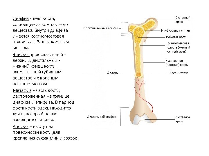 Диафиз - тело кости,  состоящее из компактного вещества. Внутри диафиза имеется костномозговая полость