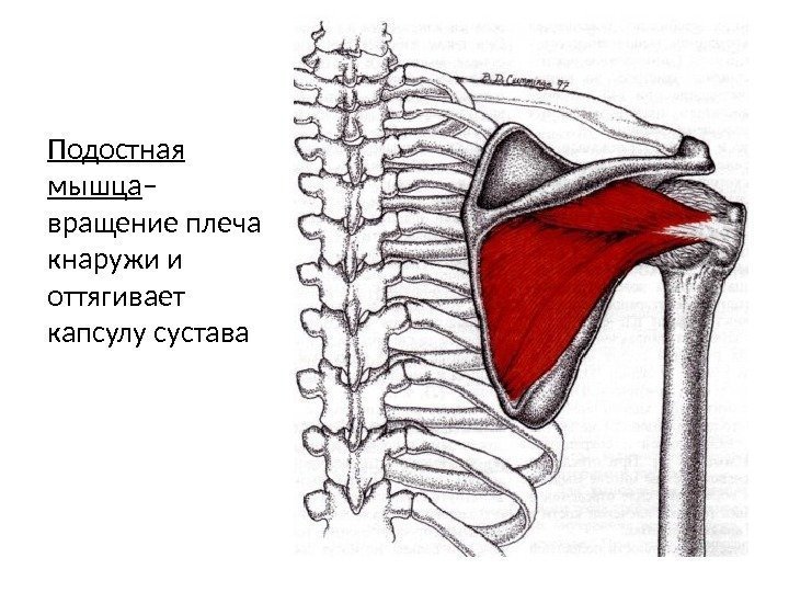 Подостная мышца – вращение плеча кнаружи и оттягивает капсулу сустава 