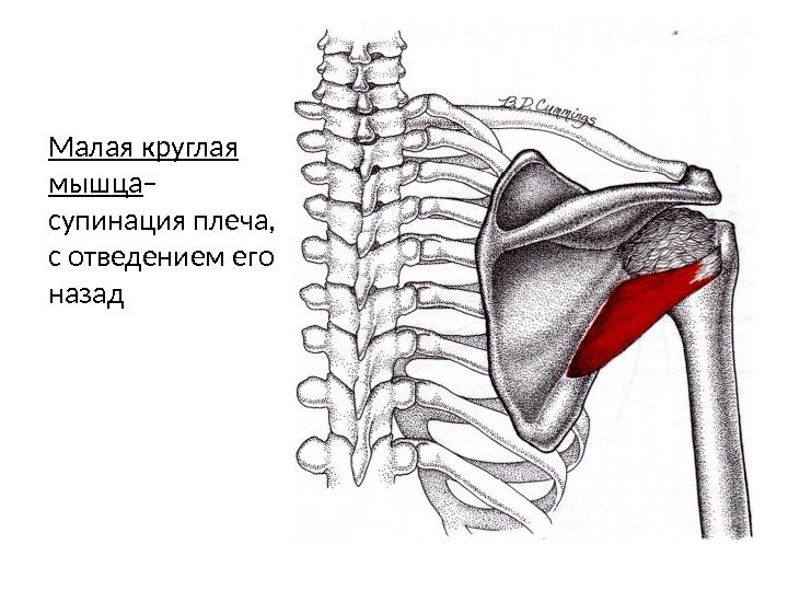 Малая круглая мышца – супинация плеча,  с отведением его назад 