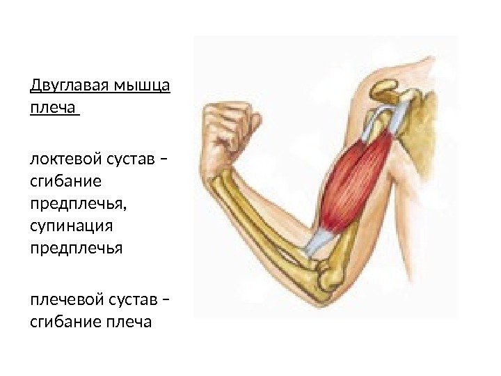 Двуглавая мышца плеча  локтевой сустав – сгибание предплечья,  супинация предплечья  плечевой