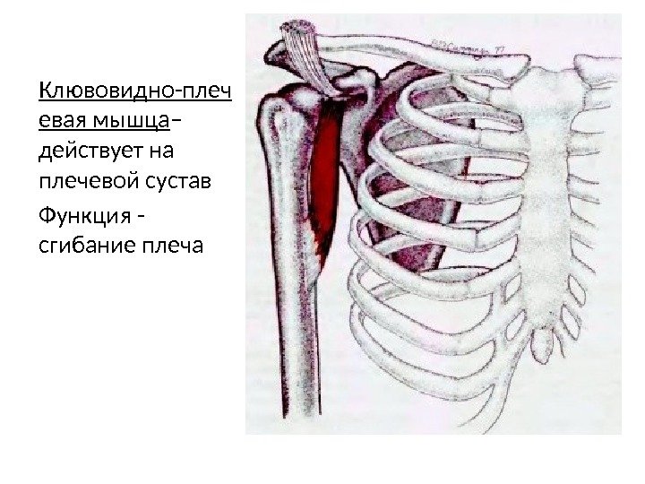 Клювовидно-плеч евая мышца – действует на плечевой сустав Функция - сгибание плеча 