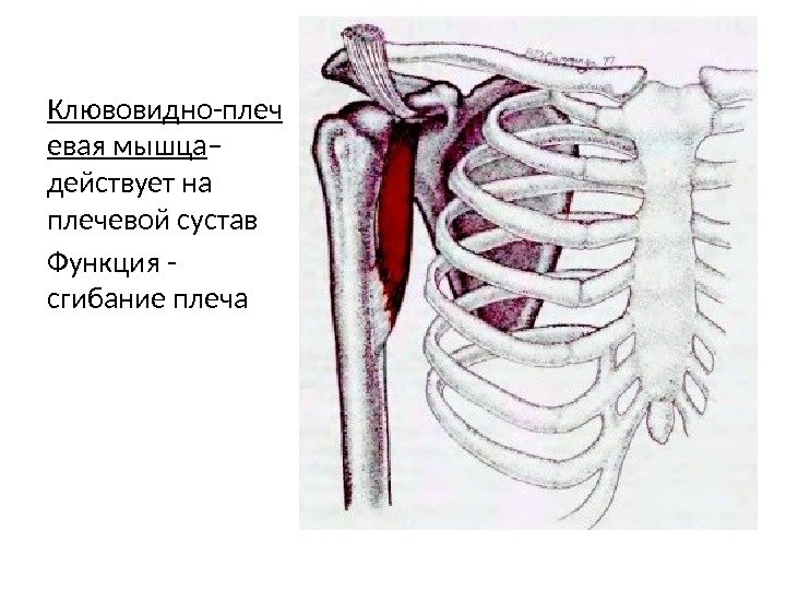 Клювовидно плечевая