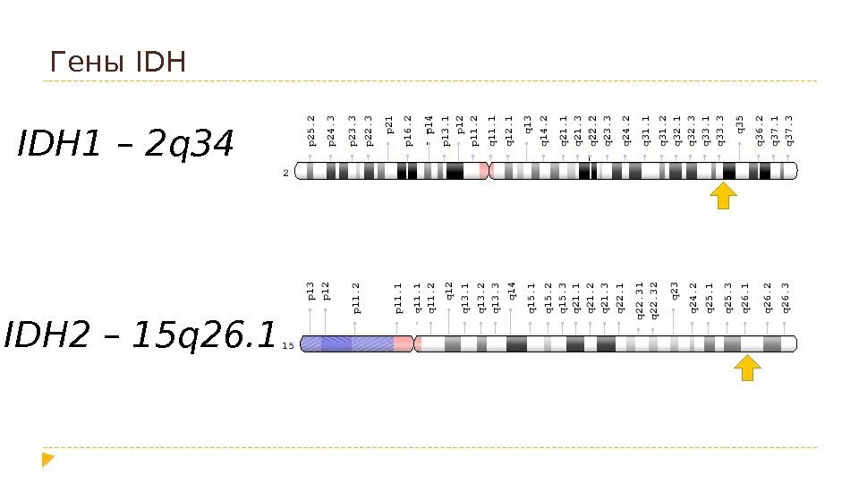 Гены IDH 1 – 2 q 34 IDH 2 – 15 q 26. 1
