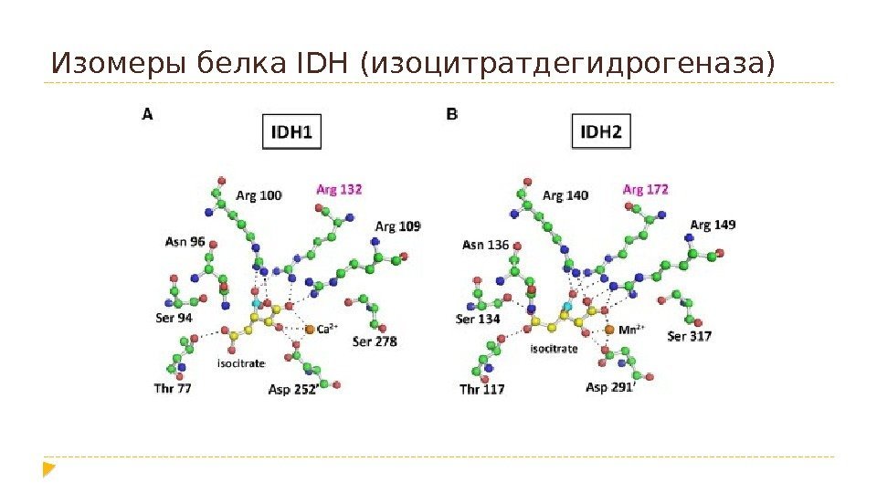 Изомеры белка IDH (изоцитратдегидрогеназа) 