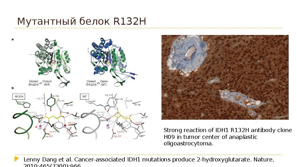 Мутантный белок R 132 H Lenny Dang et al. Cancer-associated IDH 1 mutations produce