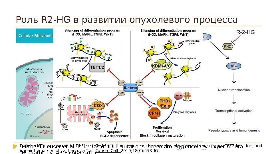 Роль R 2 -HG в развитии опухолевого процесса Michael Heuser et al. Enigmas of