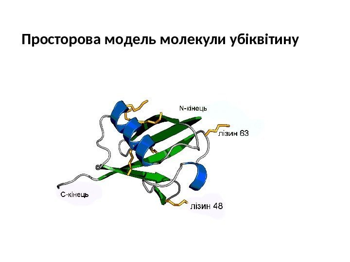 Просторова модель молекули убіквітину 