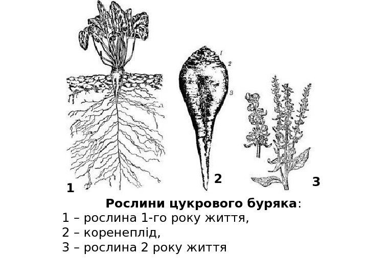 Рослини цукрового буряка :  1 – рослина 1 -го року життя,  2