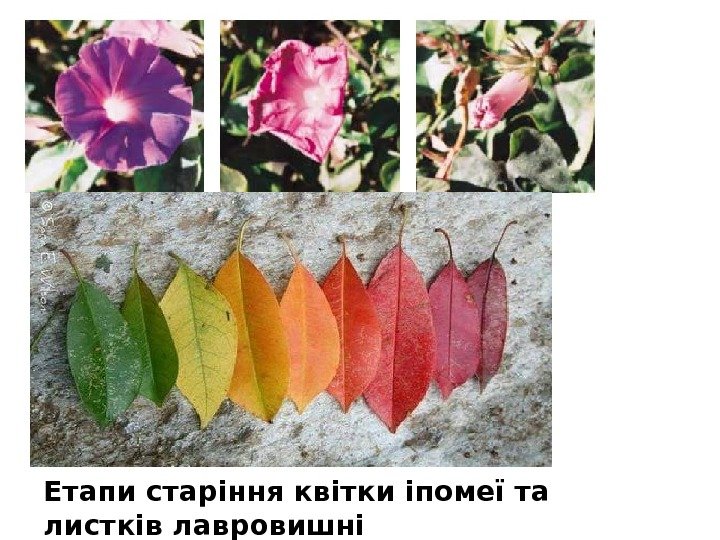 Етапи старіння квітки іпомеї та листків лавровишні 