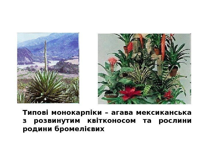 Типові монокарпіки – агава мексиканська з розвинутим квітконосом та рослини родини бромелієвих 