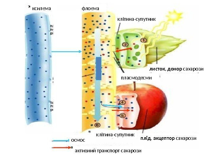 ксилема флоема клітина-супутник листок ,  донор сахарози плід ,  акцептор сахарозипласмодесми клітина-супутник