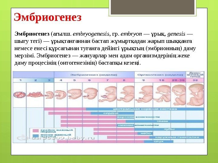 Эмбриогенез (а ылш. ғ embryogenesis , гр.  embryon — ры , ұ қ