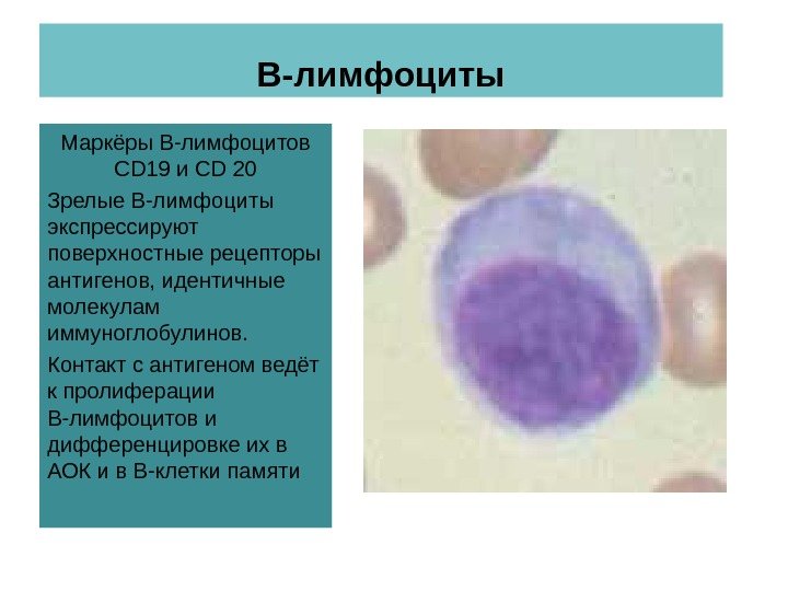 В-лимфоциты Маркёры В-лимфоцитов CD 19 и CD 20 Зрелые В-лимфоциты экспрессируют поверхностные рецепторы антигенов,