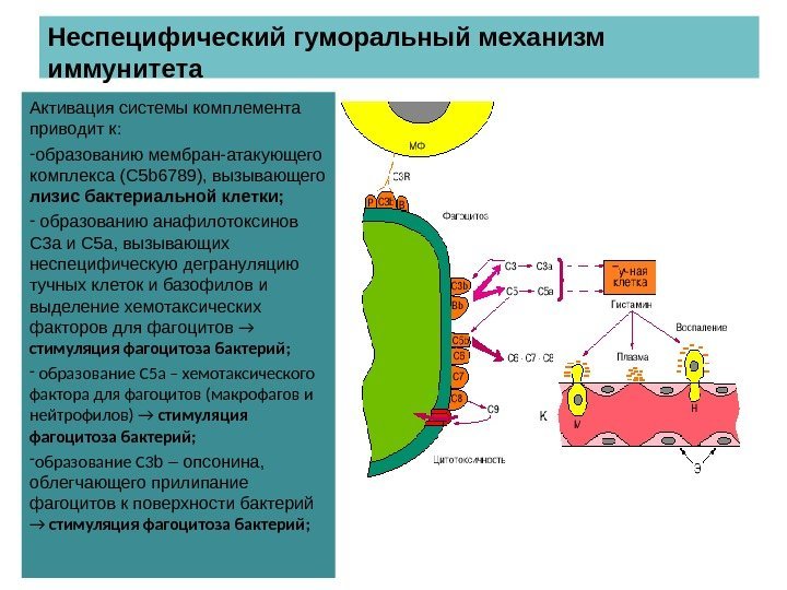 Неспецифический гуморальный механизм иммунитета Активация системы комплемента приводит к: - образованию мембран-атакующего комплекса (С