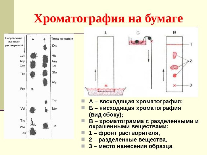 Хроматография на бумаге  А – восходящая хроматография;  Б – нисходящая хроматография (вид