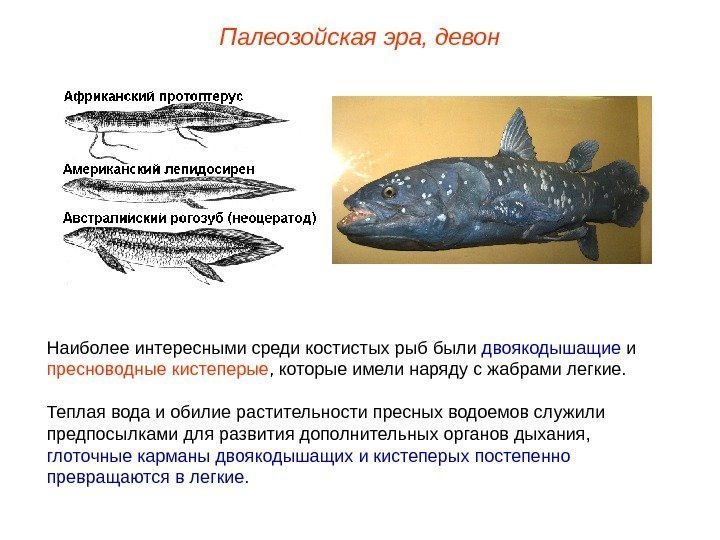 Наиболее интересными среди костистых рыб были двоякодышащие и пресноводные кистеперые , которые имели наряду