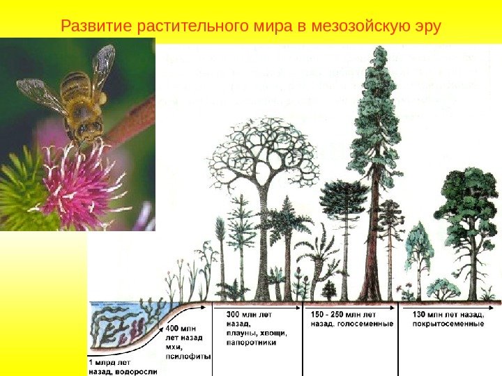 Развитие растительного мира в мезозойскую эру 