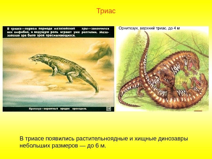 В триасе появились растительноядные и хищные динозавры небольших размеров — до 6 м. 