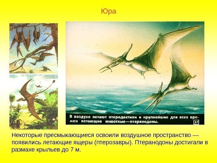 Некоторые пресмыкающиеся освоили воздушное пространство — появились летающие ящеры (птерозавры). Птеранодоны достигали в размахе