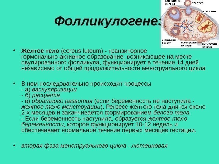 Фолликулогенез • Желтое тело (corpus luteum) - транзиторное гормонально-активное образование, возникающее на месте овулированного