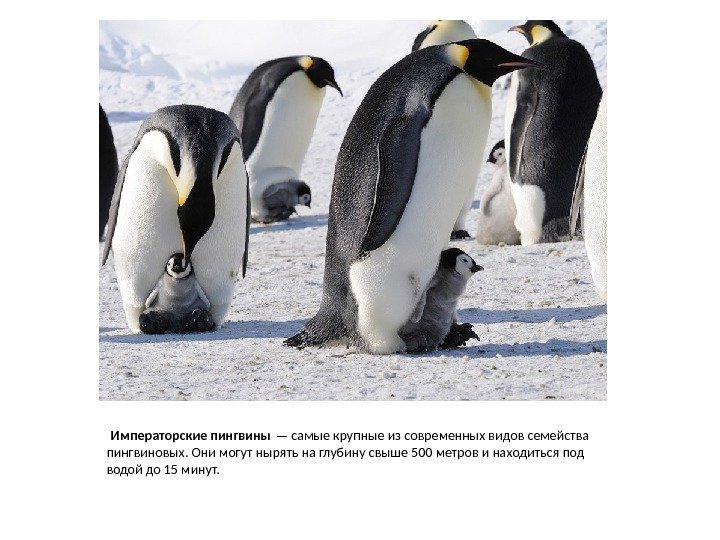  Императорские пингвины — самые крупные из современных видов семейства пингвиновых. Они могут нырять