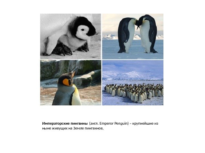 Императорские пингвины (англ. Emperor Penguin) – крупнейшие из ныне живущих на Земле пингвинов, 