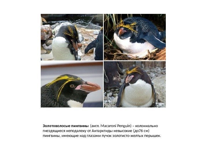 Золотоволосые пингвины (англ. Macaroni Penguin) – колониально гнездящиеся неподалеку от Антарктиды невысокие (до 76