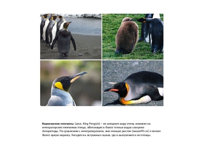 Королевские пингвины (англ. King Penguin) – по внешнем виду очень похожие на императорских пингвинов