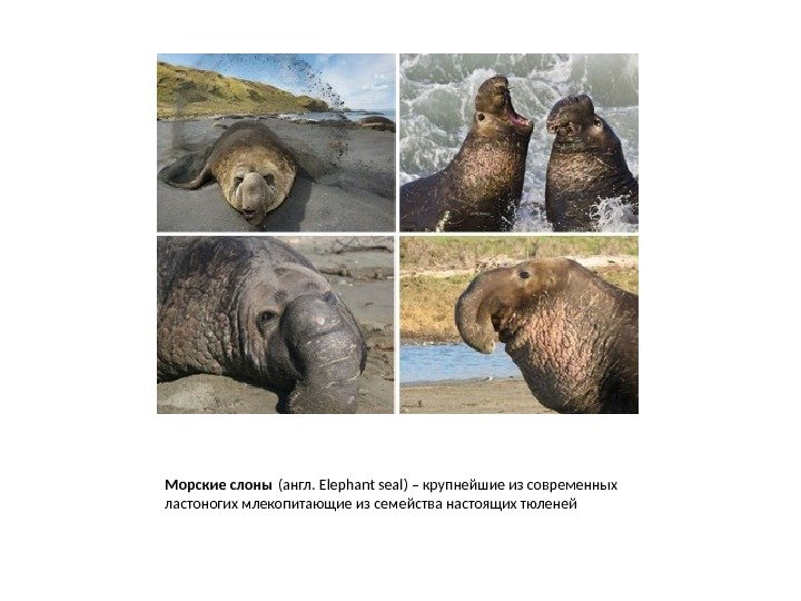 Морские слоны (англ. Elephant seal) – крупнейшие из современных ластоногих млекопитающие из семейства настоящих