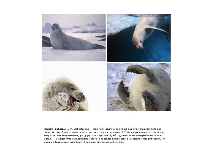Тюлени-крабоеды (англ. Crabeater seal) – характерный для Антарктиды вид, отличающийся большой численностью. Длина тела
