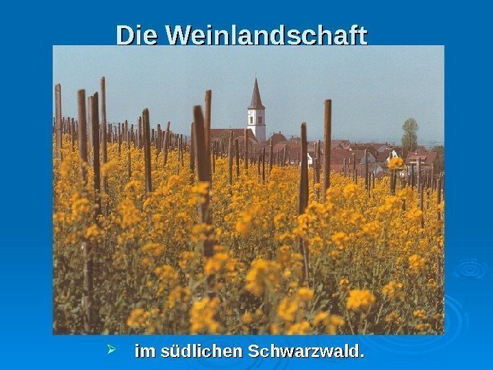 Die Weinlandschaft im südlichen Schwarzwald. 