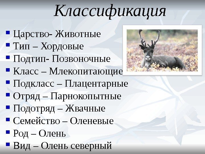 Классификация Царство- Животные Тип – Хордовые Подтип- Позвоночные Класс – Млекопитающие Подкласс – Плацентарные