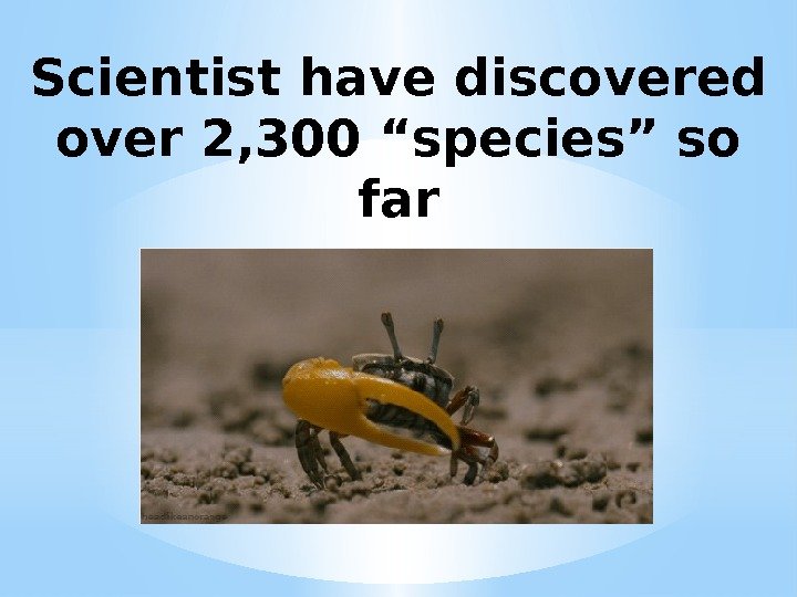 Scientist have discovered over 2, 300 “species” so far 