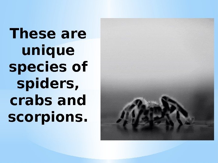 These are unique species of spiders,  crabs and scorpions. 