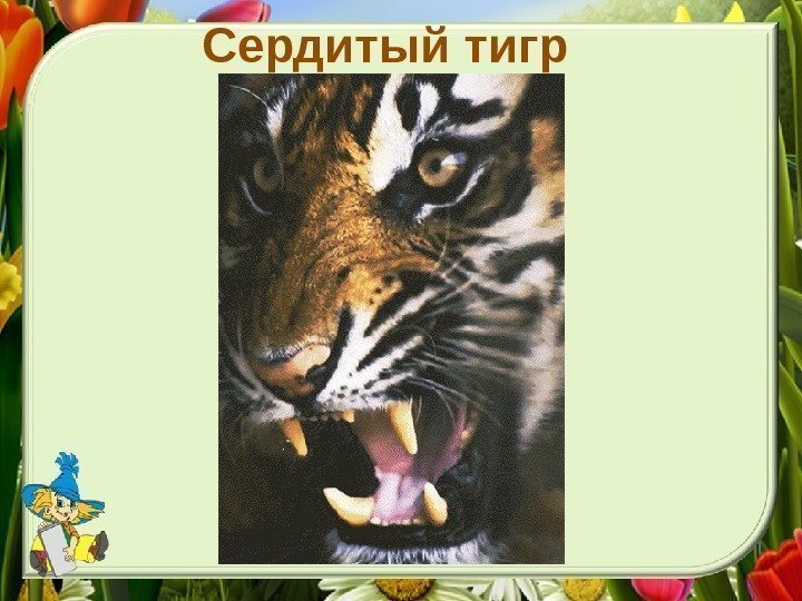 Сердитый тигр 