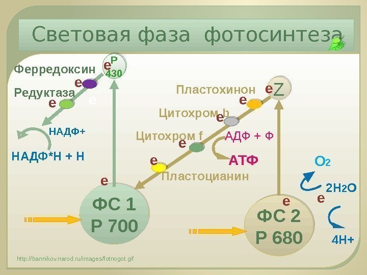 Фотосинтез схема егэ по биологии