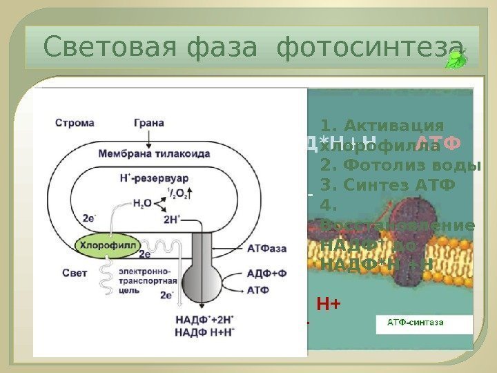Световая фаза фотосинтеза е- е- е- Н+ Н+ Н+НАД*Н+Н АТФ 1. Активация хлорофилла 2.