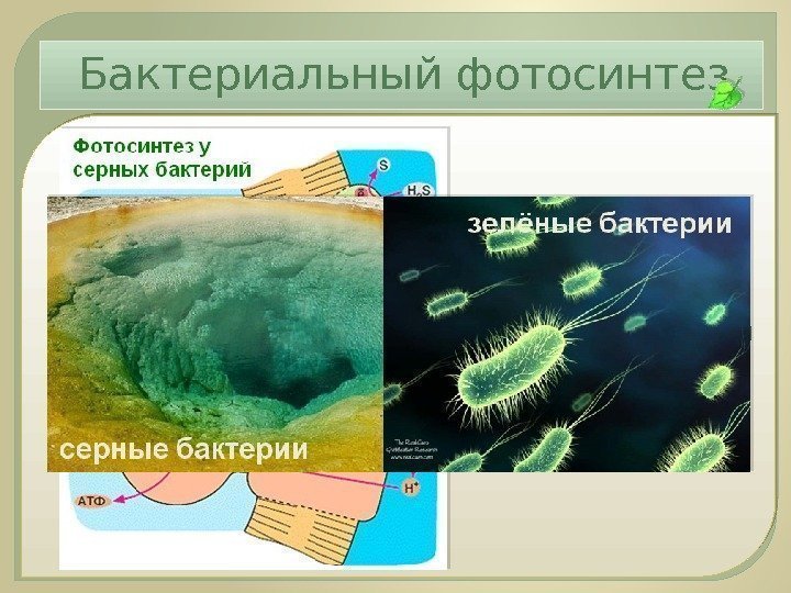 Бактериальный фотосинтез Бескислородный фотосинтез:  в качестве донора электрона используются  соединения серы или