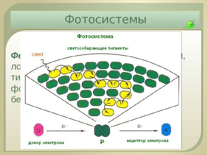 Фотосистемы Фотосистема – это комплекс молекул,  локализованный в мембранах тилакоидов, состоящий из фотосинтезирующих