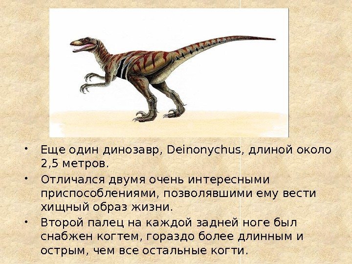  Еще один динозавр, Deinonychus, длиной около 2, 5 метров.  Отличался двумя очень