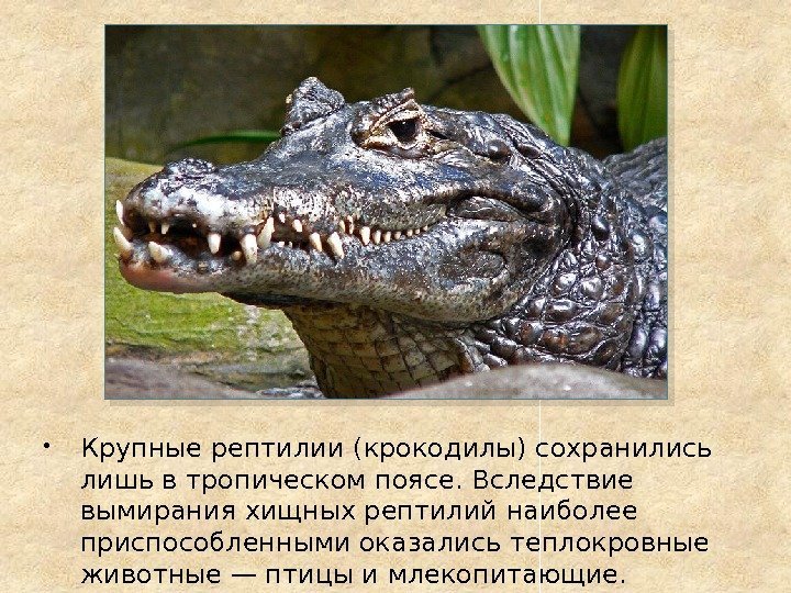  Крупные рептилии (крокодилы) сохранились лишь в тропическом поясе. Вследствие вымирания хищных рептилий наиболее