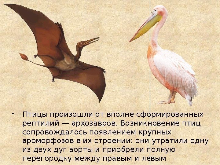  Птицы произошли от вполне сформированных рептилий — архозавров. Возникновение птиц сопровождалось появлением крупных