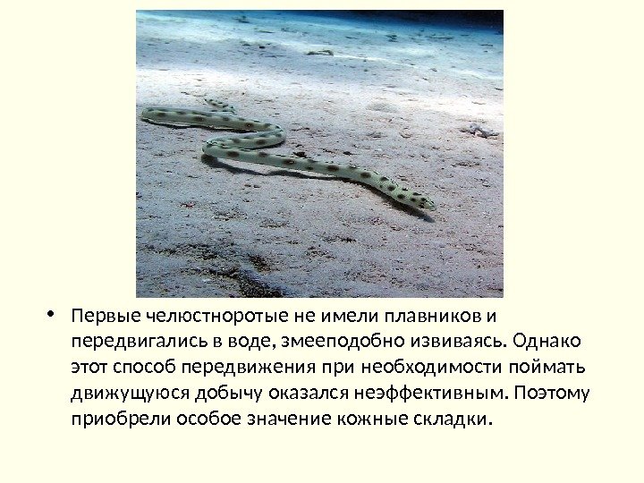  • Первые челюстноротые не имели плавников и передвигались в воде, змееподобно извиваясь. Однако