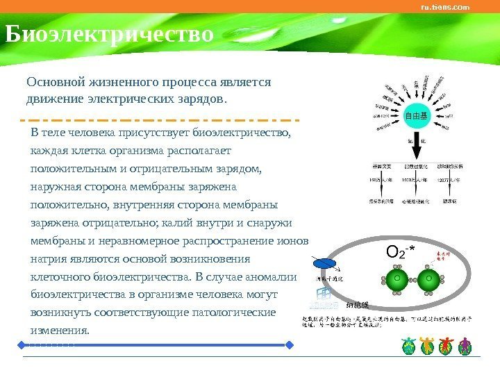 ru. tiens. com Биоэлектричество Основной жизненного процесса является движение электрических зарядов. В теле человека