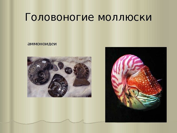 Головоногие моллюски аммоноидеи 